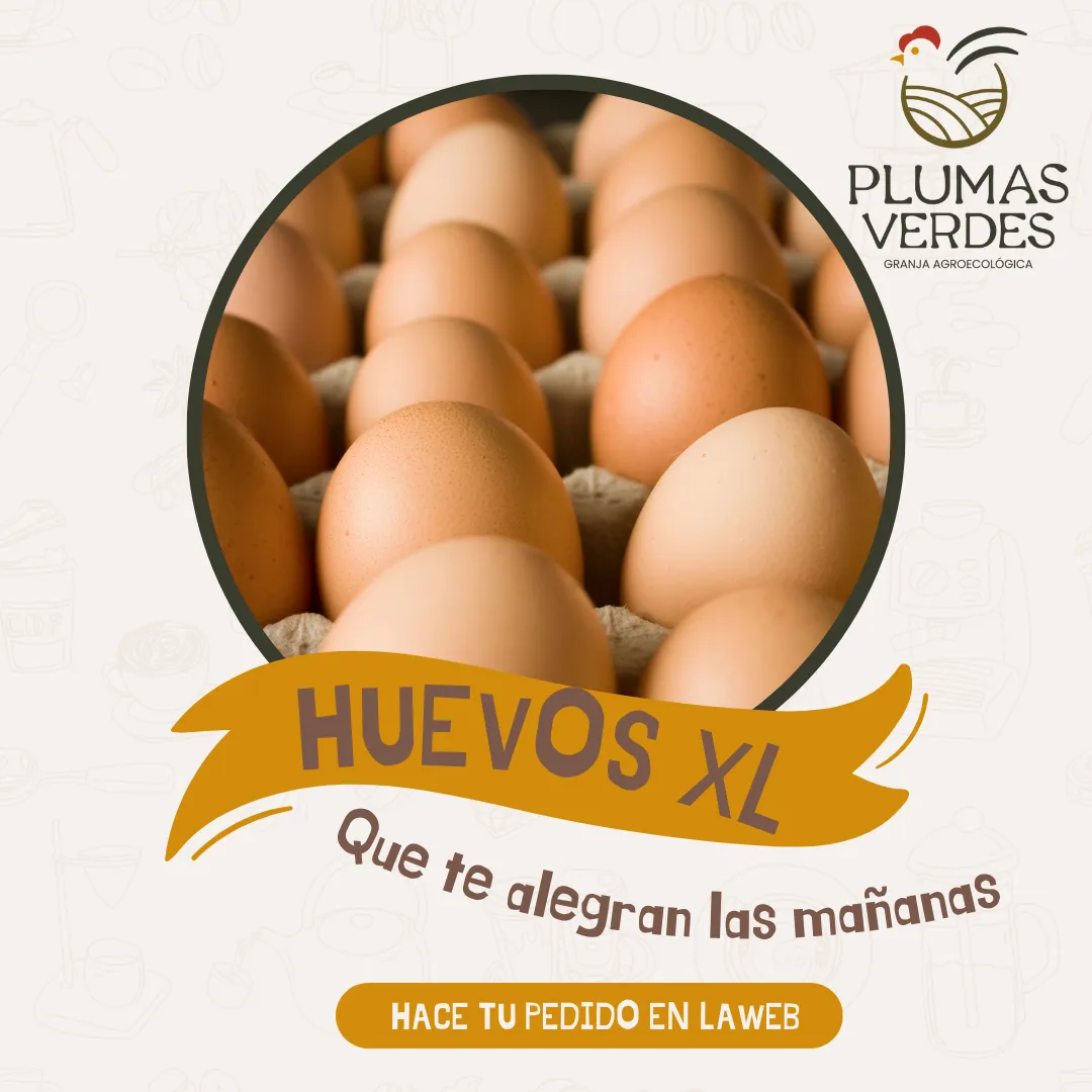 Maple de huevos XL - Edición limitada